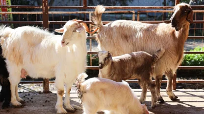 Antalya'da ücretsiz parazit uygulaması üreticinin yüzünü güldürdü