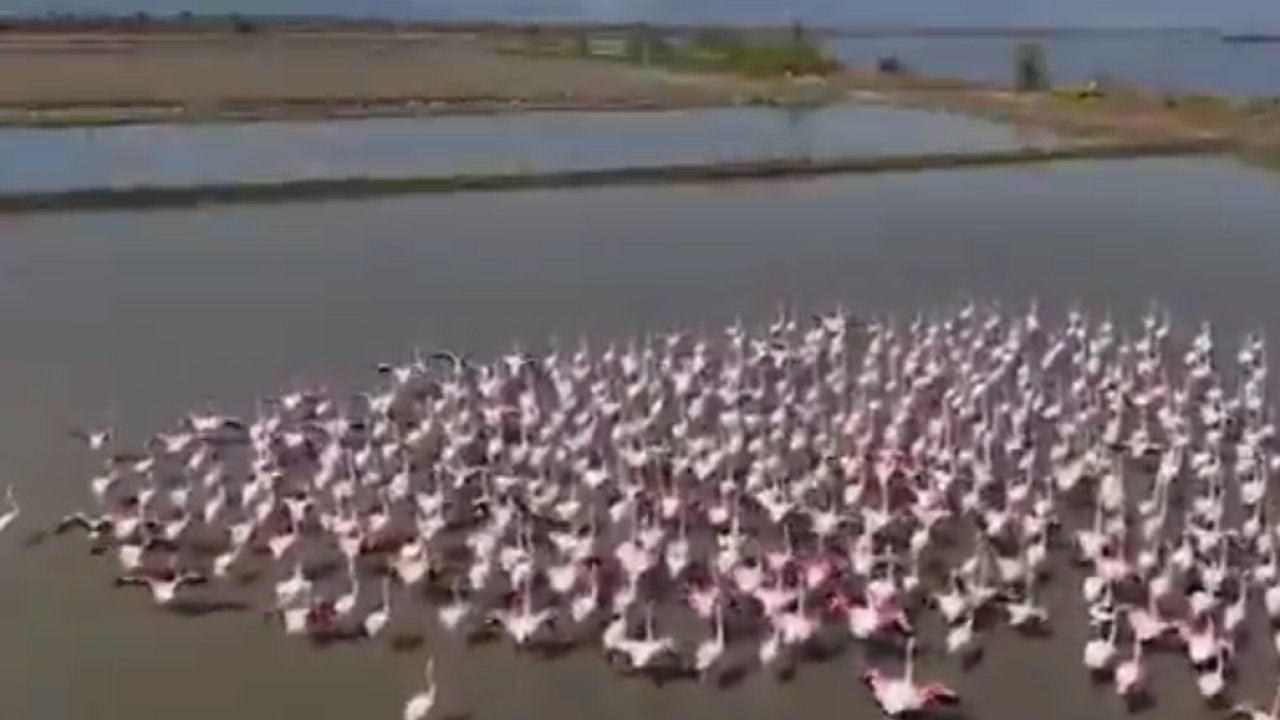 Aydın Söke’de flamingolar ve yaban kuşları için doğaya yardım