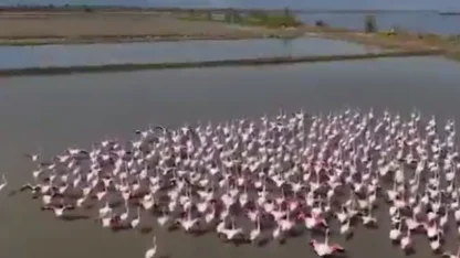 Aydın Söke’de flamingolar ve yaban kuşları için doğaya yardım