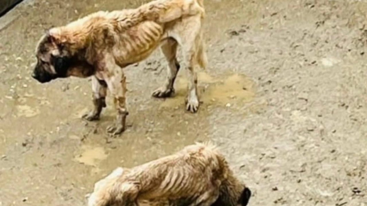 Bozüyük Kaymakamlığı inceleme başlattı!