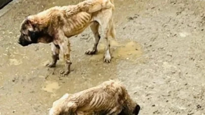 Bozüyük Kaymakamlığı inceleme başlattı!