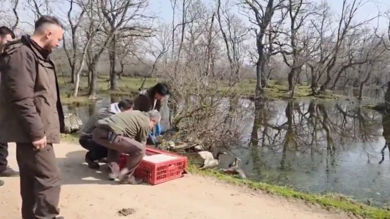 Bursa Karacabey’de yaban hayata özgürlük