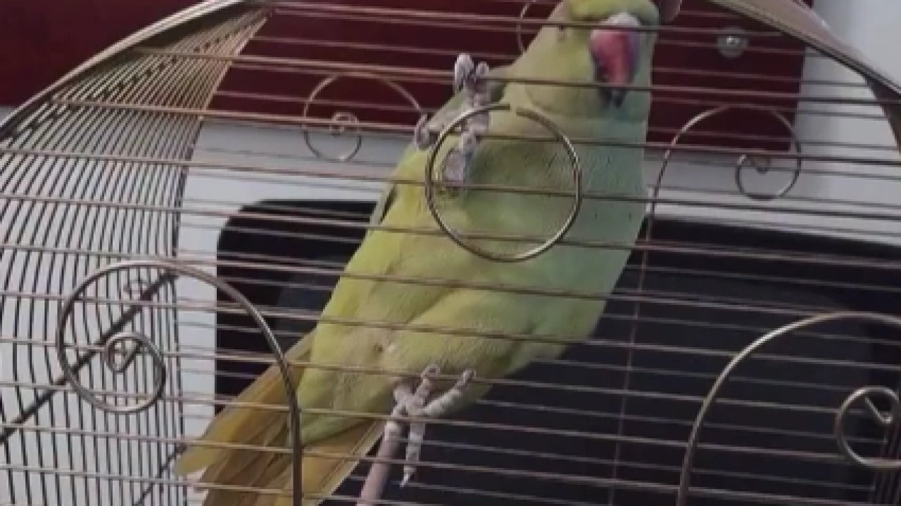 Bursa’da kaçak hayvan ticareti denetim