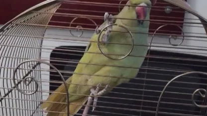 Bursa’da kaçak hayvan ticareti denetim