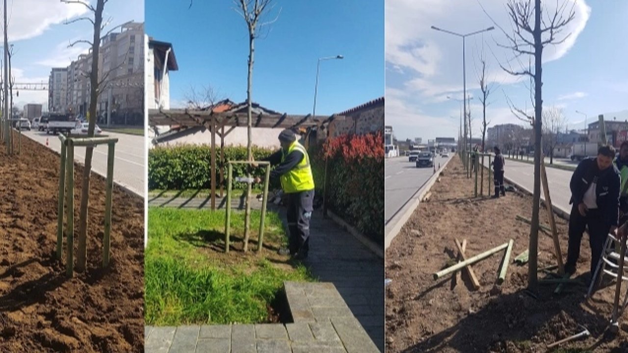 Bursa’nın 700 yıllık mirası 700 çınarla kök salıyor