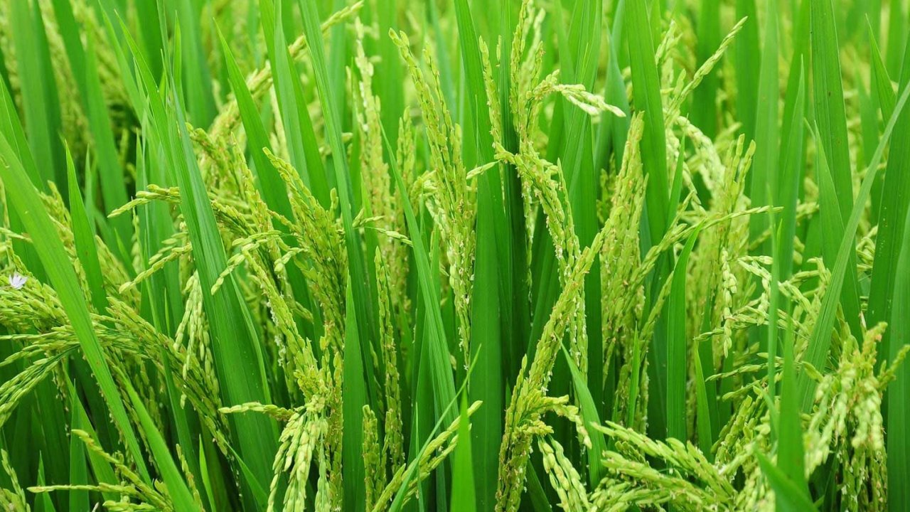 Edirne’de 2026 çeltik ekim başvuruları başladı