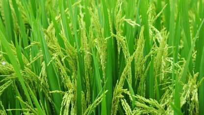 Edirne’de 2026 çeltik ekim başvuruları başladı