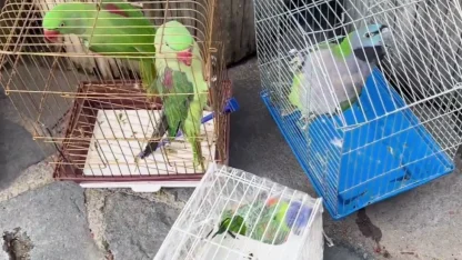Eminönü’nde petshop denetimi... 39 papağan koruma altında
