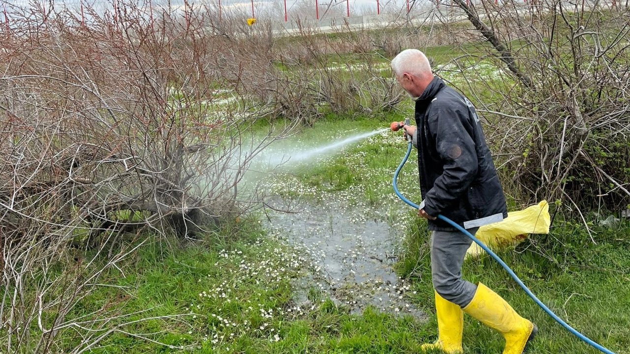 Enez'de larva ilaçlaması başladı