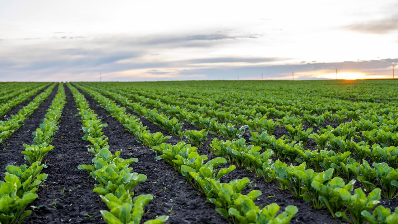 Erkoyuncu, Konya Ovasına düşen yağışları değerlendirdi
