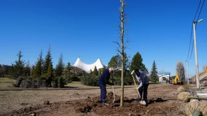 Eskişehir Sazova Parkı’nda kavakların yerini çınarlar alıyor