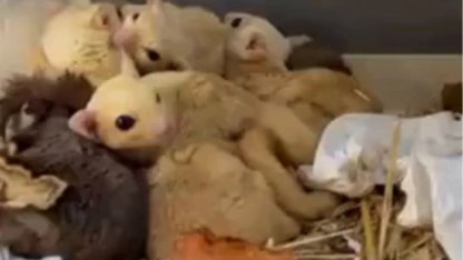 Isparta’da yasa dışı 35 hayvana el konuldu