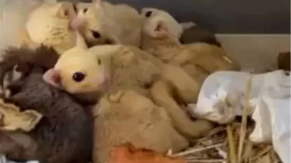 Isparta’da yasa dışı 35 hayvana el konuldu