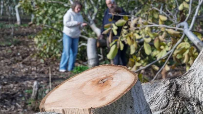 İzmir'de kesilen cevizlerin yerine umut filizlendi