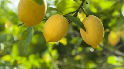 Limon ithalatına kapı açıldı! Limonda 'gümrük' yüzde 10'a düşürüldü