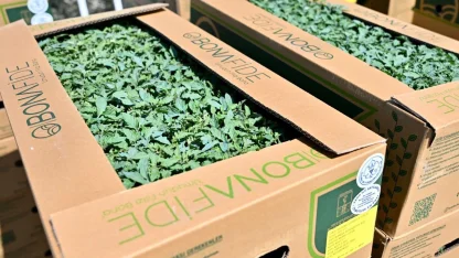 Manisa Gördes’te üreticinin yüzü güldü... Fideler bereketli toprakla buluşuyor