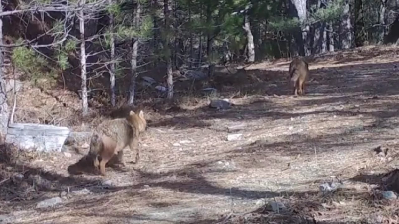 Ormanda altın çakallar fotokapana yansıdı