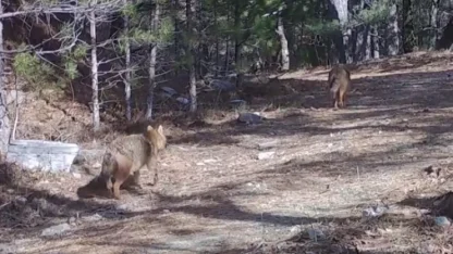 Ormanda altın çakallar fotokapana yansıdı