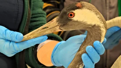 Sakarya'da bulunan yaralı turna, Kocaeli'de yaşama tutundu