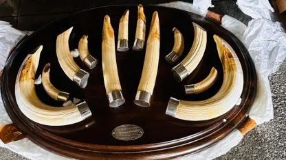 Trabzon'da yaban hayatı kaçakçılığı... 19 kargo ele geçirildi!