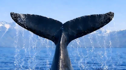 Türkiye, Uluslararası Balinacılık Komisyonu'nda