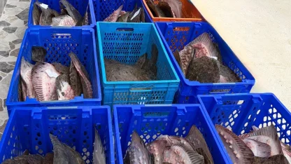 Yasadışı kalkan avcılığına müdahale! 169 balık Darülaceze'ye teslim edildi