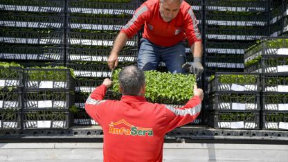 Ankara Büyükşehir’den çiftçilere 624 bin fide desteği