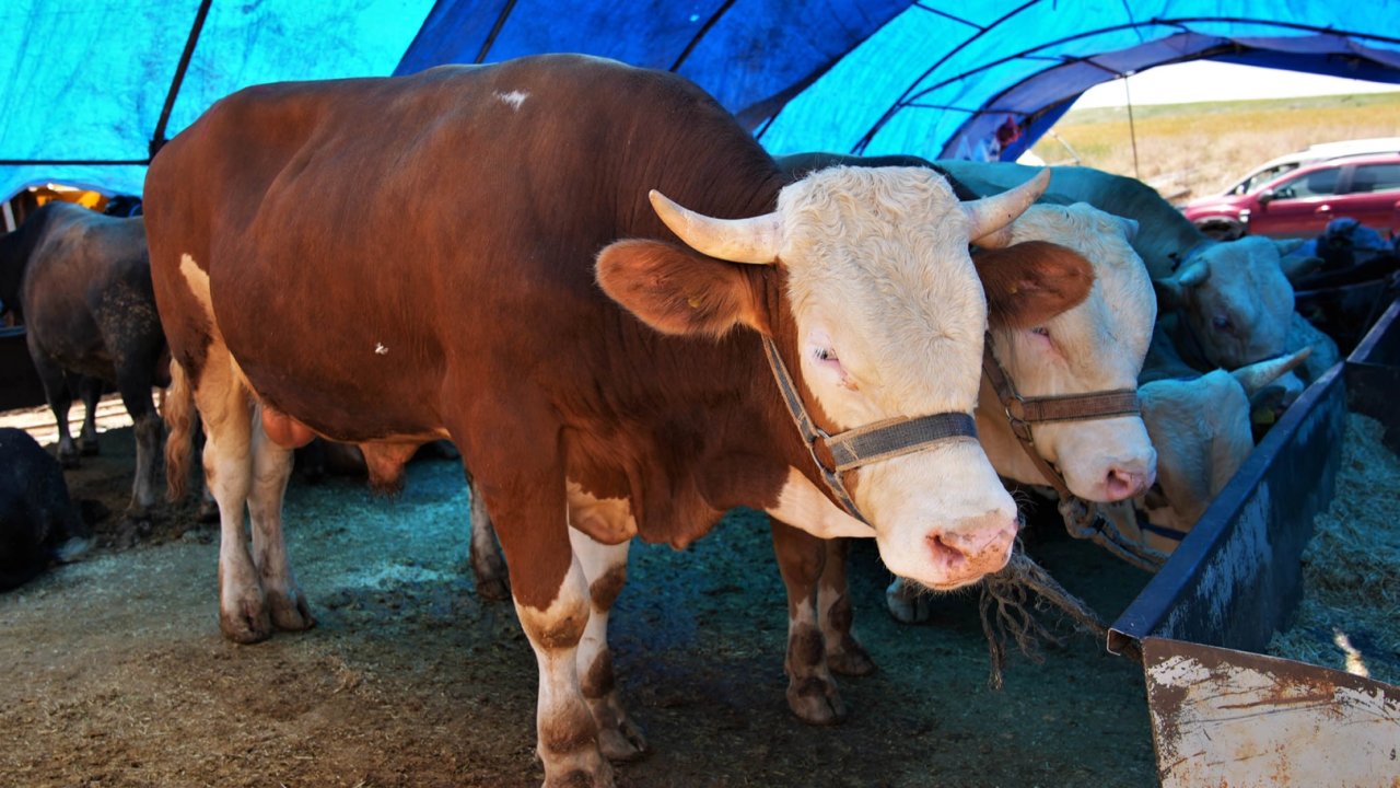 Ankara Keçiören’de kurban satış alanı başvuruları başlıyor