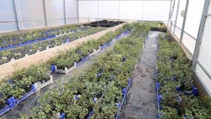 Antalya'da keçiboynuzu üreticisine fidan desteği