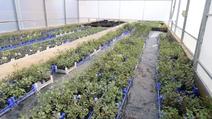 Antalya'da keçiboynuzu üreticisine fidan desteği