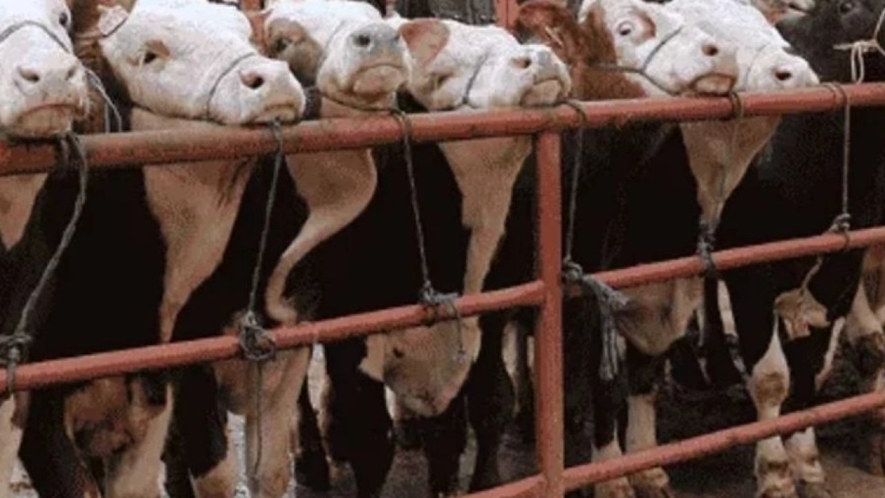 Balıkesir Gönen'de hayvan pazarlarına 'şap' tedbiri