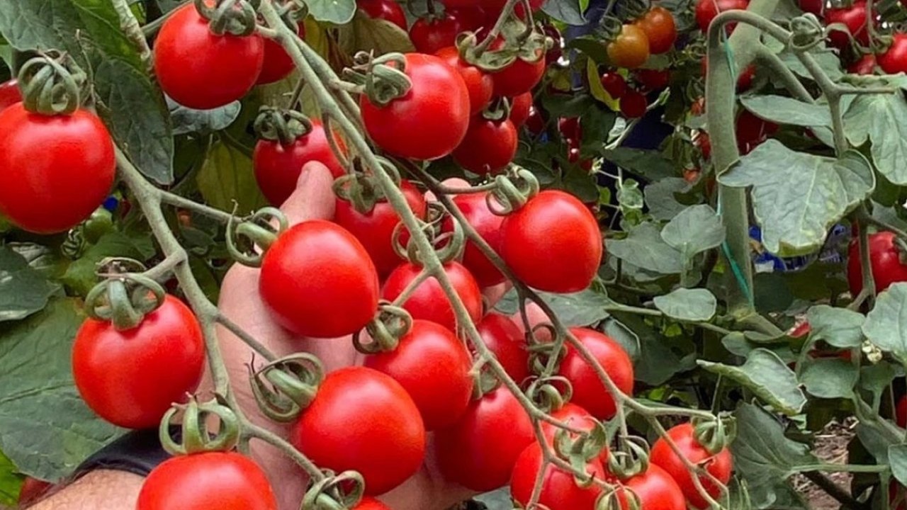 Balıkesir’de zincir markete 'fahiş fiyat' incelemesi... Zincir markette kokteyl domates vurgunu!