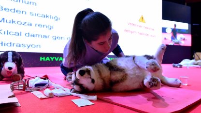 Başkent’te sokak hayvanlarına kapsamlı destek