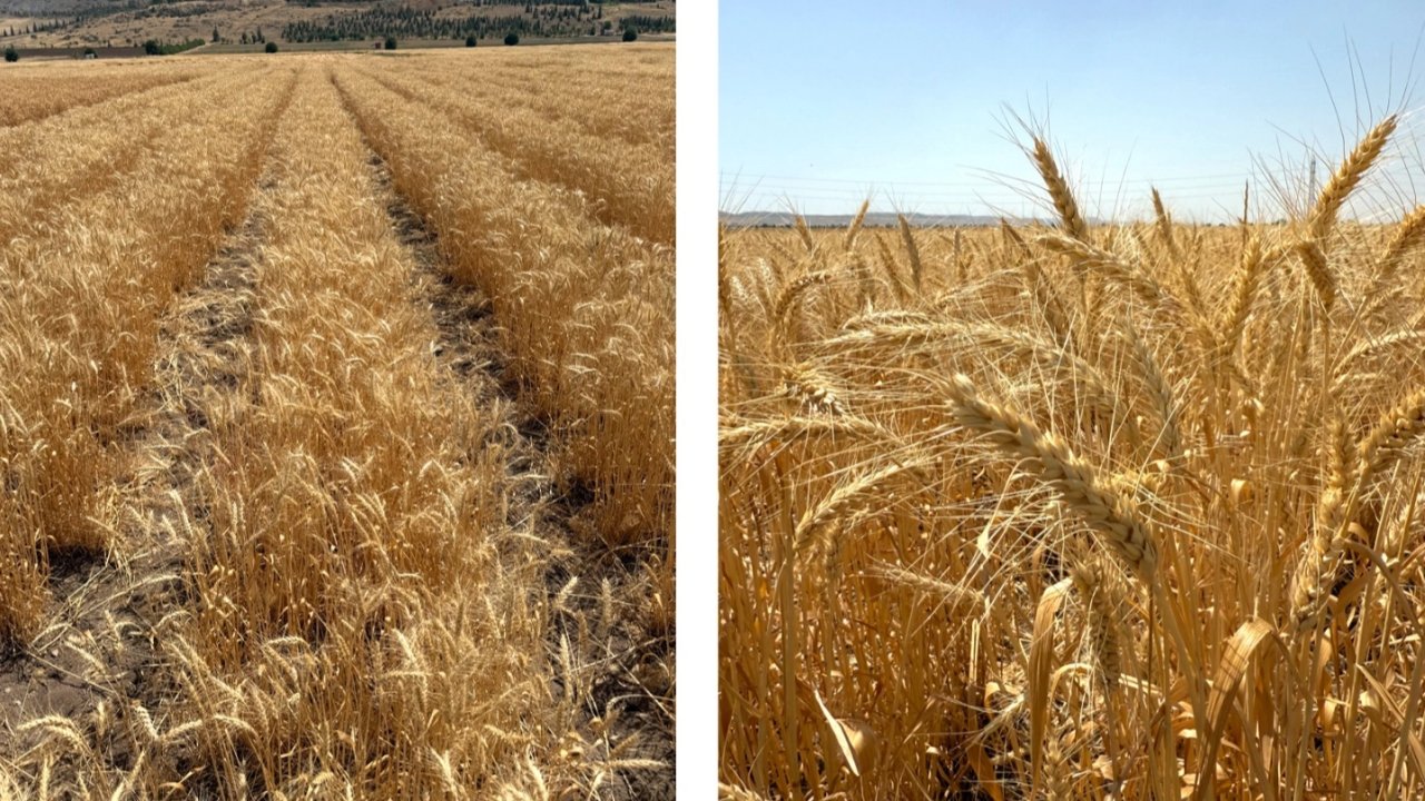 Bisküvilik buğday üretimi başladı