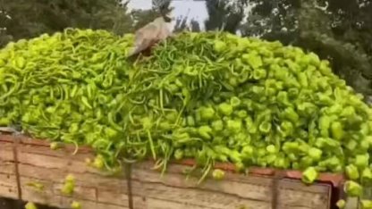 Bursa'daki “biber” görüntülerine bakanlıktan yalanlama