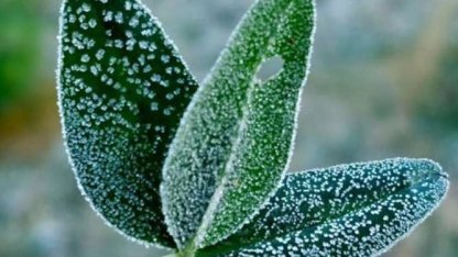 Bursa’dan zirai don uyarısı!