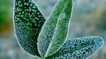 Bursa’dan zirai don uyarısı!