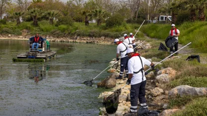 Çakalburnu Lagünü’nden Körfez’e yayılan yosunlara yoğun müdahale