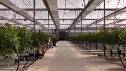 Çaycuma Sera OTB üretime başladı