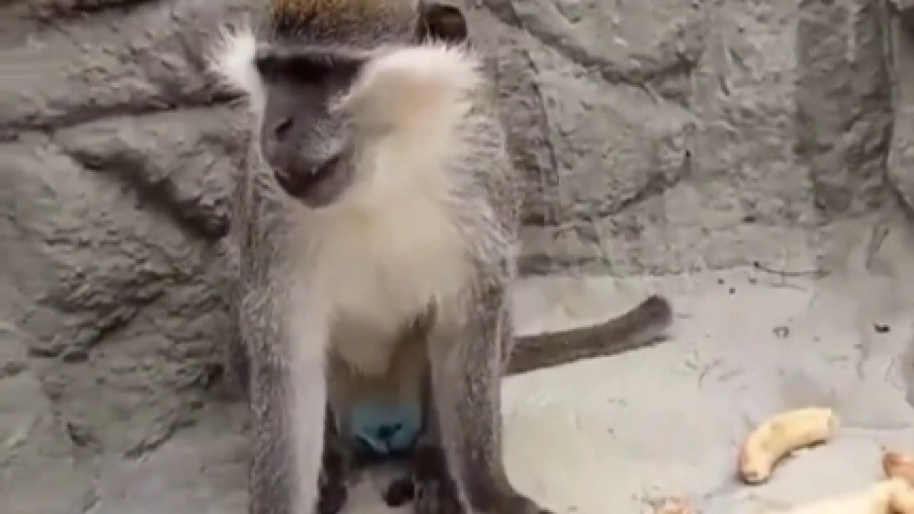 Denizli’de fırtınadan kaçan maymun yeniden korumaya alındı