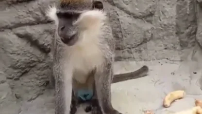 Denizli’de fırtınadan kaçan maymun yeniden korumaya alındı