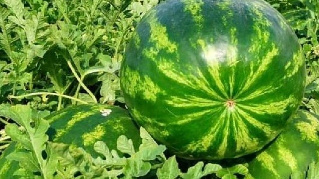 Edirne’de karpuz üretimine büyük destek