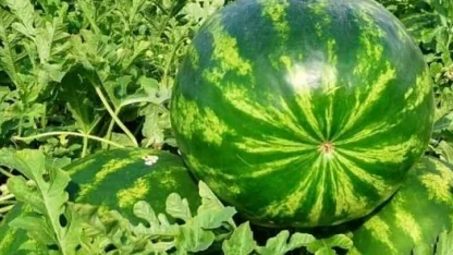 Edirne’de karpuz üretimine büyük destek