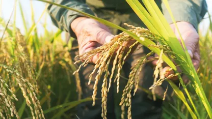 Edirne’de Uluslararası Çeltik Çalıştayı başlıyor