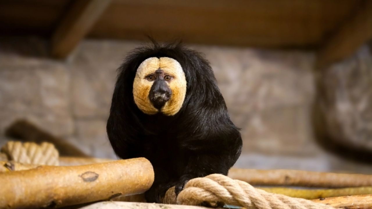 Eskişehir Hayvanat Bahçesi’ne 30 yeni tür kazandırıldı