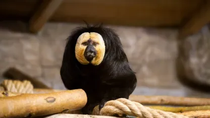 Eskişehir Hayvanat Bahçesi’ne 30 yeni tür kazandırıldı