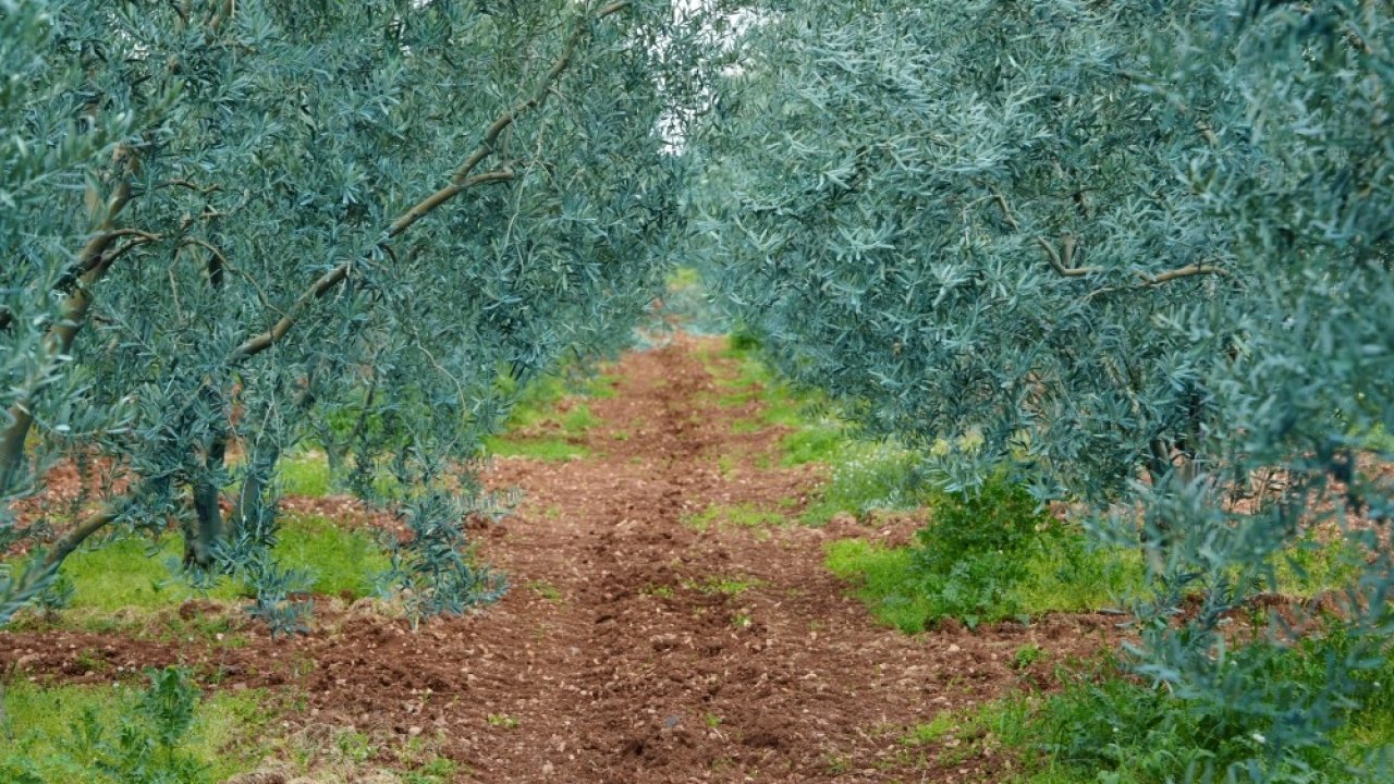 Eskişehir’de 'Dorlion Zeytinyağı' kalitesini ödüllerle tescilledi