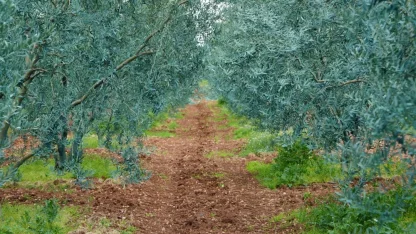 Eskişehir’de 'Dorlion Zeytinyağı' kalitesini ödüllerle tescilledi