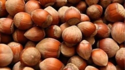 Fındık üreticisi zor durumda!