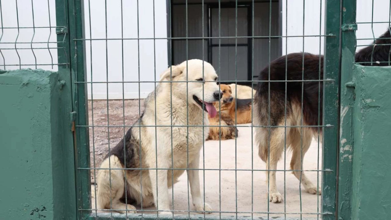 İstanbul Çekmeköy’de sokak hayvanları için dev doğal yaşam alanı açıldı